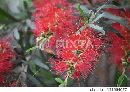 「ブラシの花」は赤いブラシそっくりの花 131664077