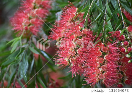 「ブラシの花」は赤いブラシそっくりの花 131664078