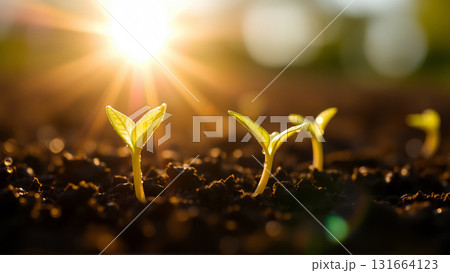 Close-up of new crop sowing. Sprouts are breaking through the soil in the rays of the sun Close-up of new crop sowing. Sprouts are breaking through the soil in the rays of the sun 131664123