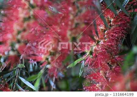 「ブラシの花」は赤いブラシそっくりの花 131664199