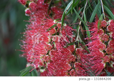 「ブラシの花」は赤いブラシそっくりの花 「ブラシの花」は赤いブラシそっくりの花 131664200