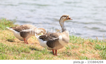 goose live near the pond	 131664204