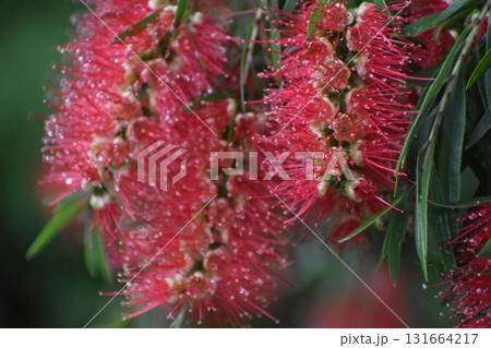 「ブラシの花」は赤いブラシそっくりの花 「ブラシの花」は赤いブラシそっくりの花 131664217