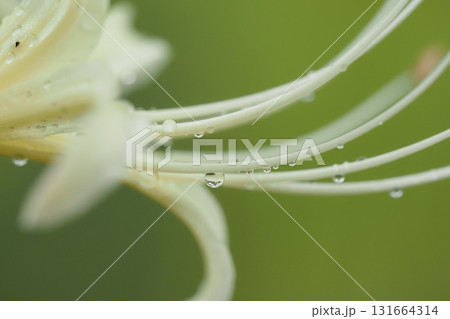 雨に濡れた白い彼岸花 雨に濡れた白い彼岸花 131664314