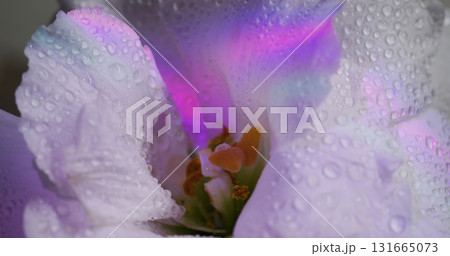 Rainbow flower. Neon nature plant. Defocused white purple red color eustoma bloom water wet petals on abstract art light background. 131665073
