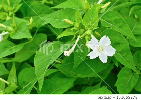 植物：オシロイバナ　オシロイバナ科 131665278