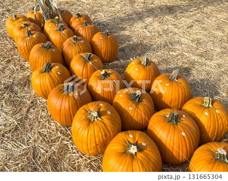 Large piles scattering of small pumpkins and gourds Large piles scattering of small pumpkins and gourds 131665304