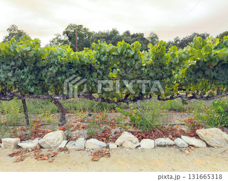 Grape harvest. Vineyards with grapevine in the evening sun. 131665318