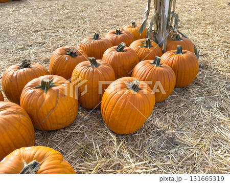 Large piles scattering of small pumpkins and gourds Large piles scattering of small pumpkins and gourds 131665319
