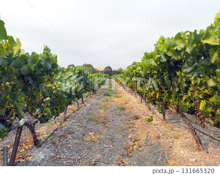 Grape harvest. Vineyards with grapevine in the evening sun. Grape harvest. Vineyards with grapevine in the evening sun. 131665320
