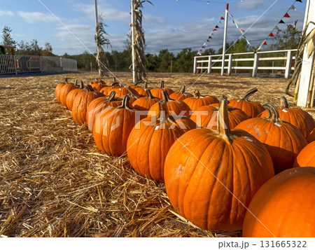 Large piles scattering of small pumpkins and gourds Large piles scattering of small pumpkins and gourds 131665322