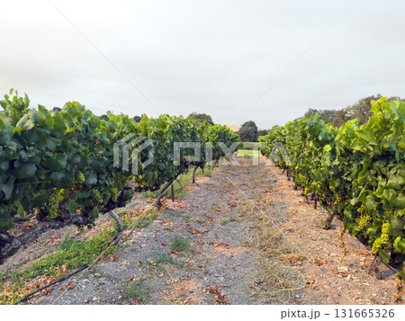 Grape harvest. Vineyards with grapevine in the evening sun. 131665326