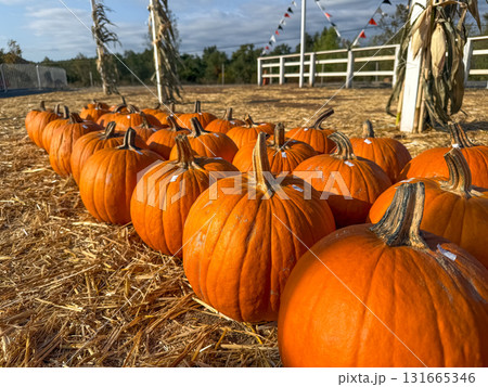 Large piles scattering of small pumpkins and gourds 131665346