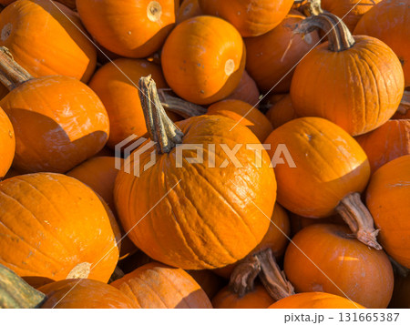 Large piles scattering of small pumpkins and gourds Large piles scattering of small pumpkins and gourds 131665387