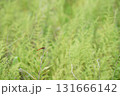 草原の赤とんぼ 131666142