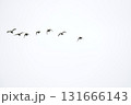 並んで飛ぶ野鳥 131666143