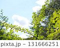 樹間から見える青空 131666251