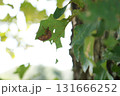 木の葉にしがみつく蝉の抜け殻 131666252