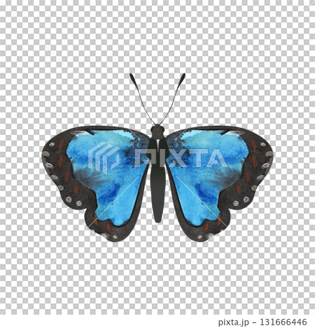 Blue Morpho butterfly. Isolated watercolor illustration for a children's encyclopedia or article on butterfly collecting or entomology. Sticker or drawing for stationery, notebooks, notepads. Blue Morpho butterfly. Isolated watercolor illustration for a children's encyclopedia or article on butterfly collecting or entomology. Sticker or drawing for stationery, notebooks, notepads. 131666446