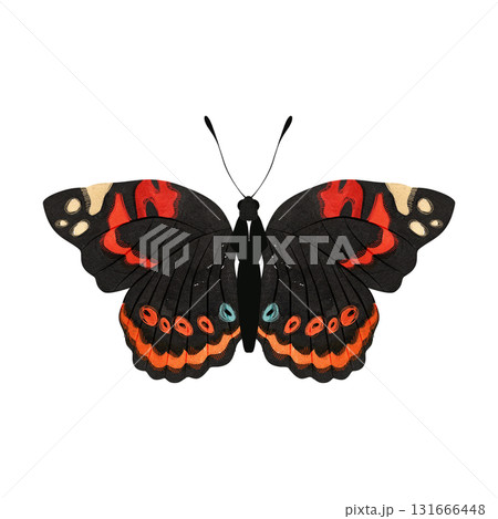 Red admiral butterfly. Isolated watercolor illustration for a children's encyclopedia or article on butterfly collecting or entomology. Sticker or drawing for stationery, notebooks, notepads. 131666448