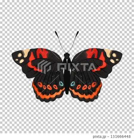 Red admiral butterfly. Isolated watercolor illustration for a children's encyclopedia or article on butterfly collecting or entomology. Sticker or drawing for stationery, notebooks, notepads. 131666448
