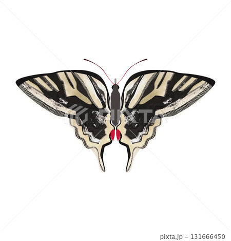 Zebra swallowtail butterfly. Isolated watercolor illustration for a children's encyclopedia or article on butterfly collecting or entomology. Sticker or drawing for stationery, notebooks, notepads. 131666450