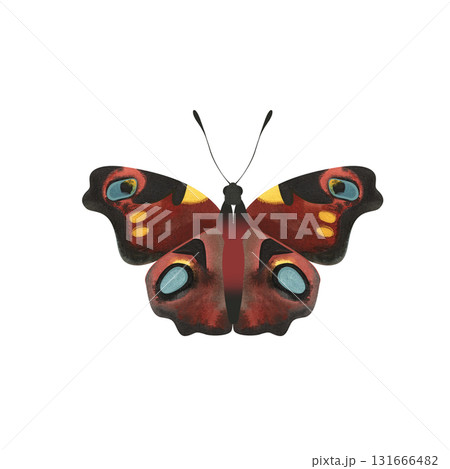 Peacock butterfly. Isolated watercolor illustration for a children's encyclopedia or article on butterfly collecting or entomology. Sticker or drawing for stationery, notebooks, notepads. 131666482