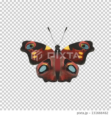 Peacock butterfly. Isolated watercolor illustration for a children's encyclopedia or article on butterfly collecting or entomology. Sticker or drawing for stationery, notebooks, notepads. 131666482
