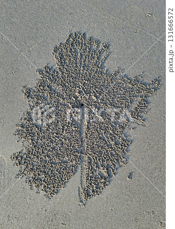 Sand bubbler crab pattern on beach sand 131666572