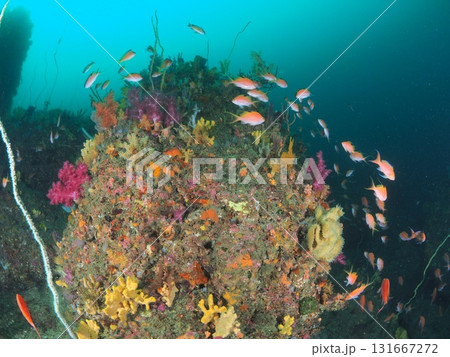 伊東の海、ダイビングで体験する竜宮城の世界 伊東の海、ダイビングで体験する竜宮城の世界 131667272