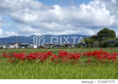 日本の秋の田園風景 131667375