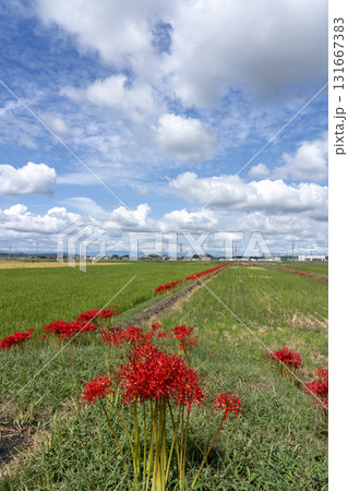 日本の秋の田園風景 日本の秋の田園風景 131667383