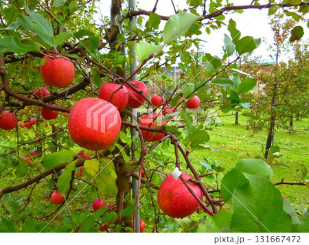 青森リンゴ園（青森県つがる市） 131667472