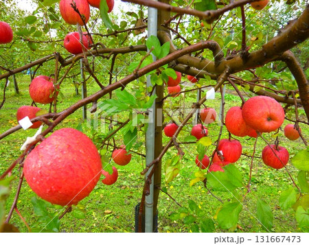 青森リンゴ（青森県つがる市） 131667473