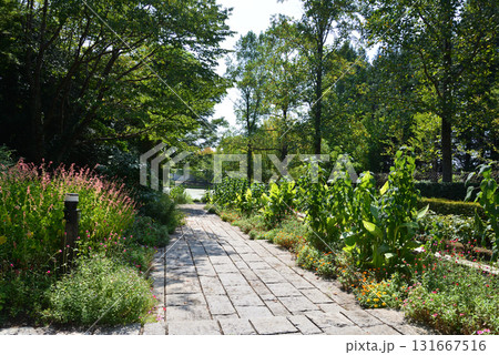 水戸市植物公園　2025-8-31　＃20 131667516