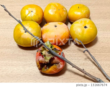 鳥害　鳥に食べられた自家栽培の富有柿 131667674