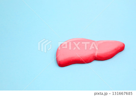 肝臓のイメージ 肝臓のイメージ 131667685