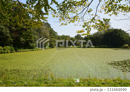 水戸市植物公園　2025-8-31　＃32 131668090