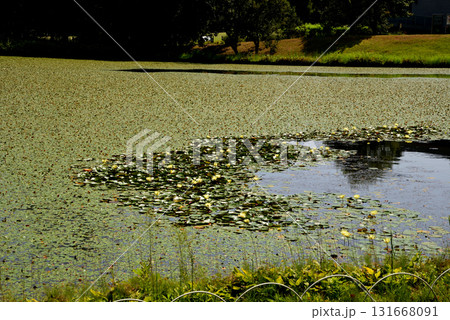 水戸市植物公園　2025-8-31　＃33 131668091