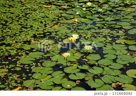 水戸市植物公園　2025-8-31　＃34 131668092