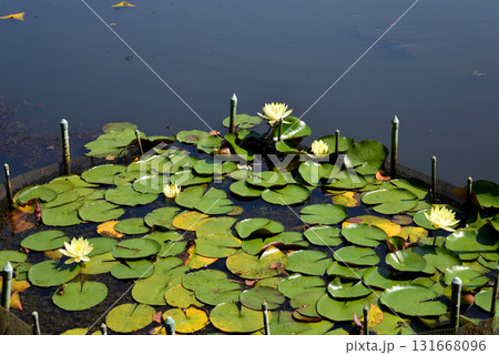 水戸市植物公園　2025-8-31　＃38 131668096