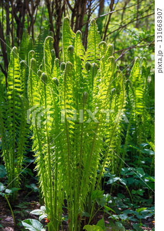 Fern bloom Fern bloom 131668307