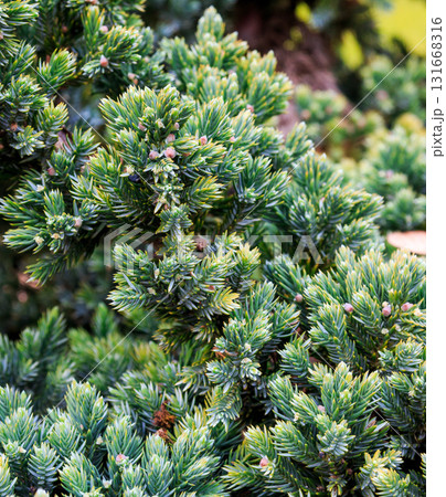 The beauty of a spruce in the sun's rays The beauty of a spruce in the sun's rays 131668316
