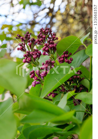 Summer landscape 131668357