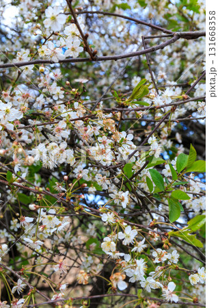 Summer landscape 131668358