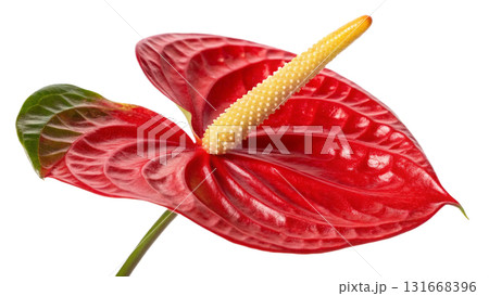 anthurium-flower, isolated on a transparent background PNG anthurium-flower, isolated on a transparent background PNG 131668396