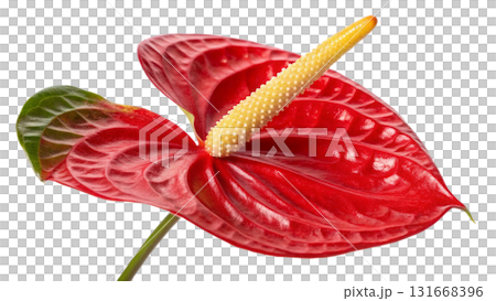 anthurium-flower, isolated on a transparent background PNG anthurium-flower, isolated on a transparent background PNG 131668396