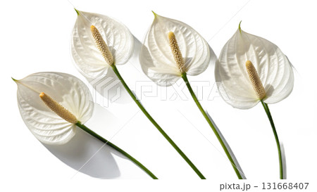 anthurium-flower, isolated on a transparent background PNG 131668407