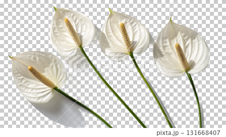anthurium-flower, isolated on a transparent background PNG 131668407
