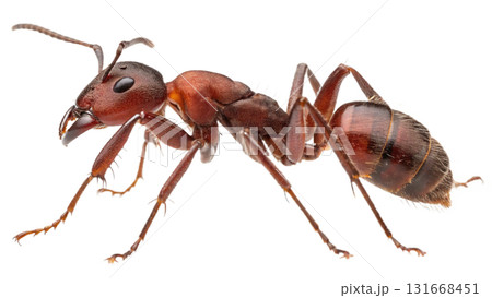 ants, isolated on a transparent background PNG 131668451